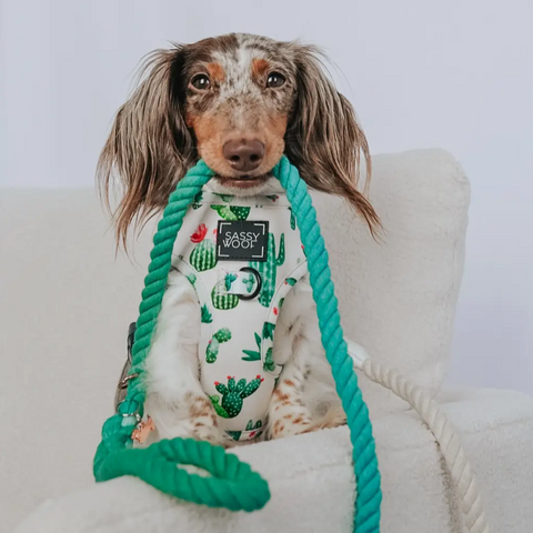 Sassy Woof Dog Rope Leash - Ombre Teal