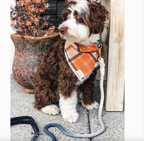 Sassy Woof Dog Rope Leash - Black Ombre