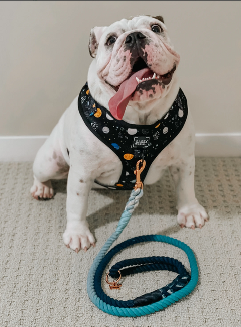 Sassy Woof Dog Rope Leash - Romeo